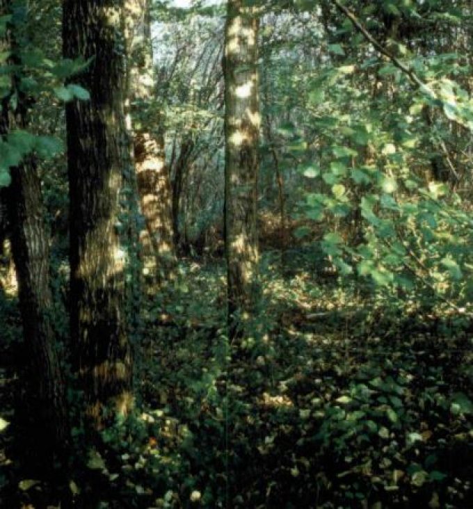 Wood of via Breo in Piove di Sacco