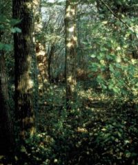 Bosco di via Breo a Piove di Sacco