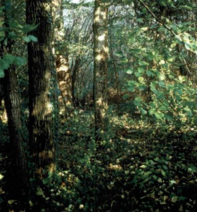 Bosco di via Breo a Piove di Sacco